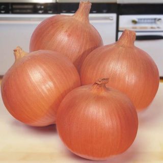 Frontier Onion Thumbnail